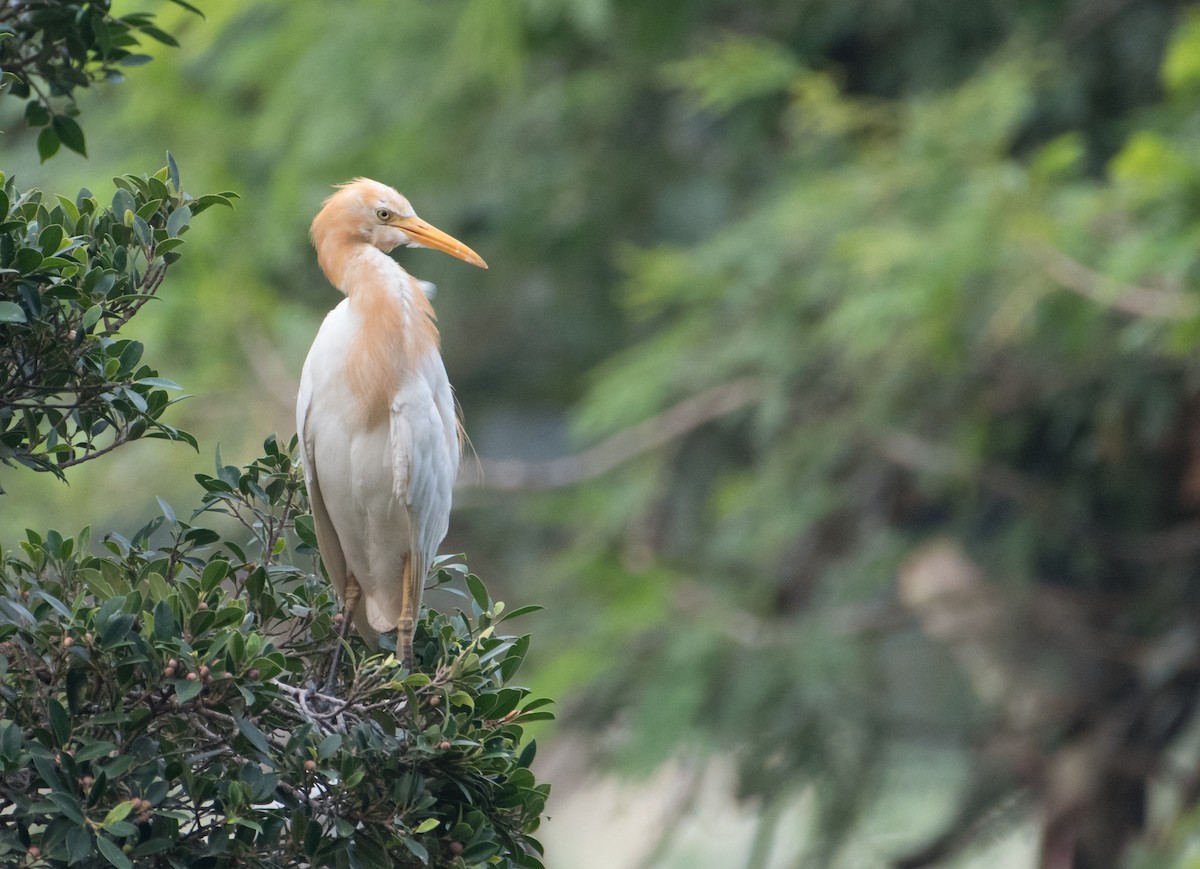 Eastern Cattle Egret - ML169198941