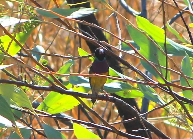 Gouldian Finch - ML169199971