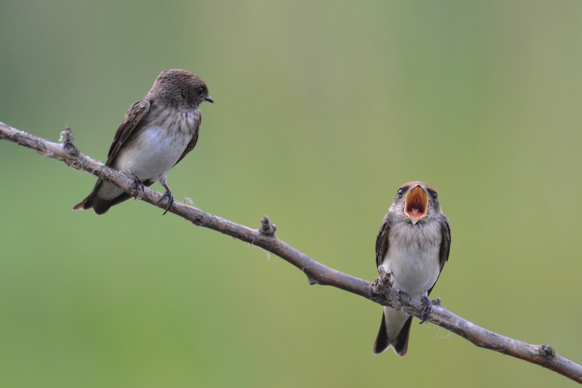 Streak-throated Swallow - ML169201261