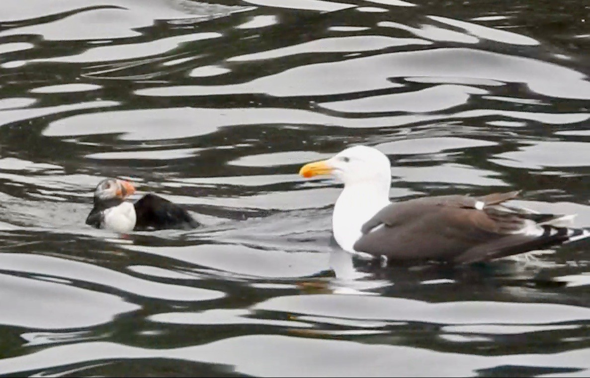 Great Black-backed Gull - ML169202541