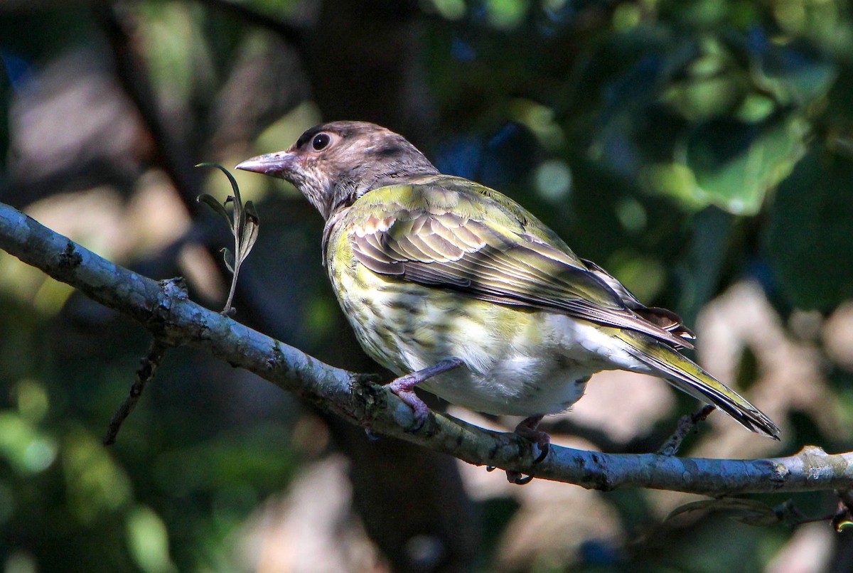 Australasian Figbird - Sandra Gallienne