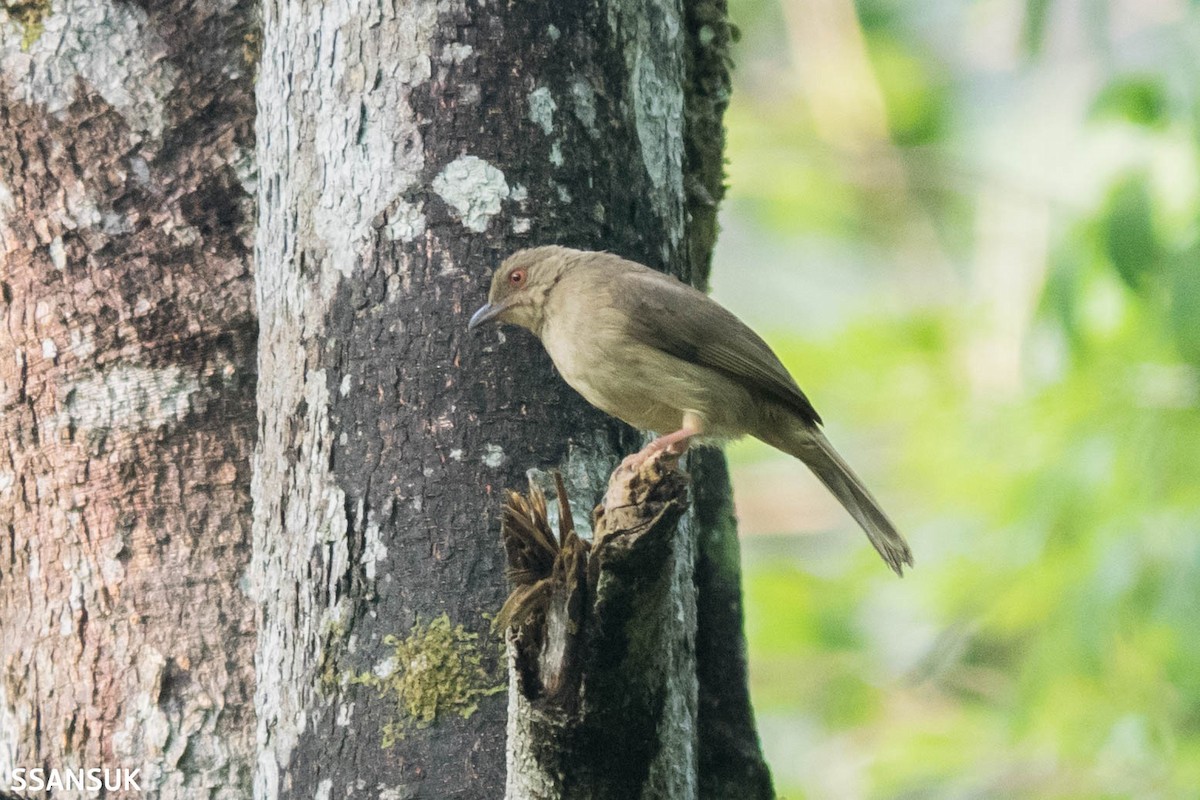 Bulbul aux yeux rouges - ML169203781