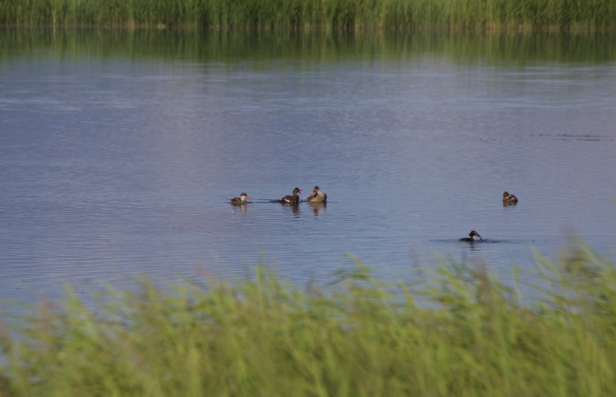 Red-crested Pochard - ML169203861