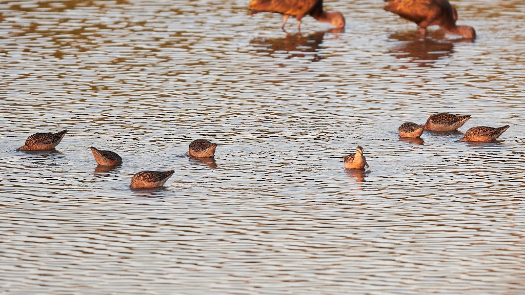 Marbled Godwit - ML169204921