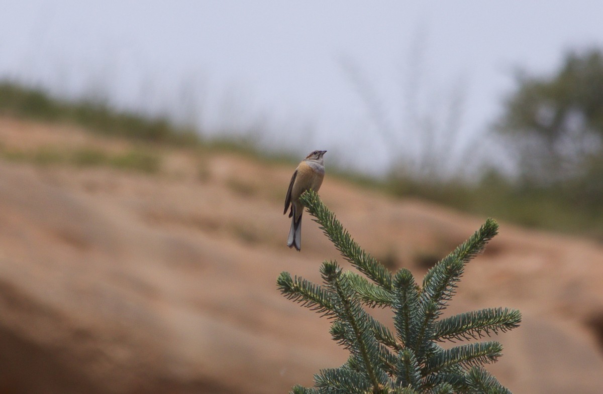 Godlewski's Bunting - ML169206851