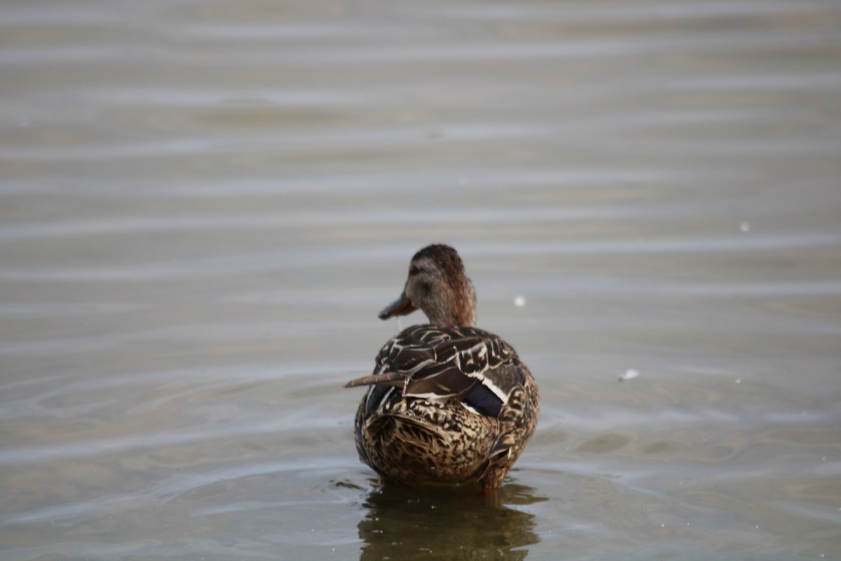 Mallard - John P Sullivan III