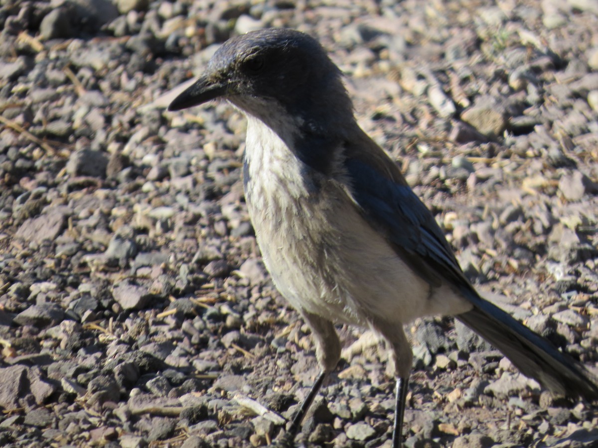 California Scrub-Jay - ML169210541