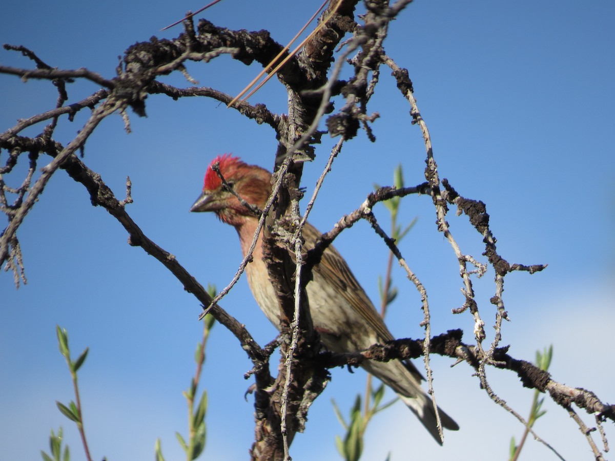 Cassin's Finch - ML169210551