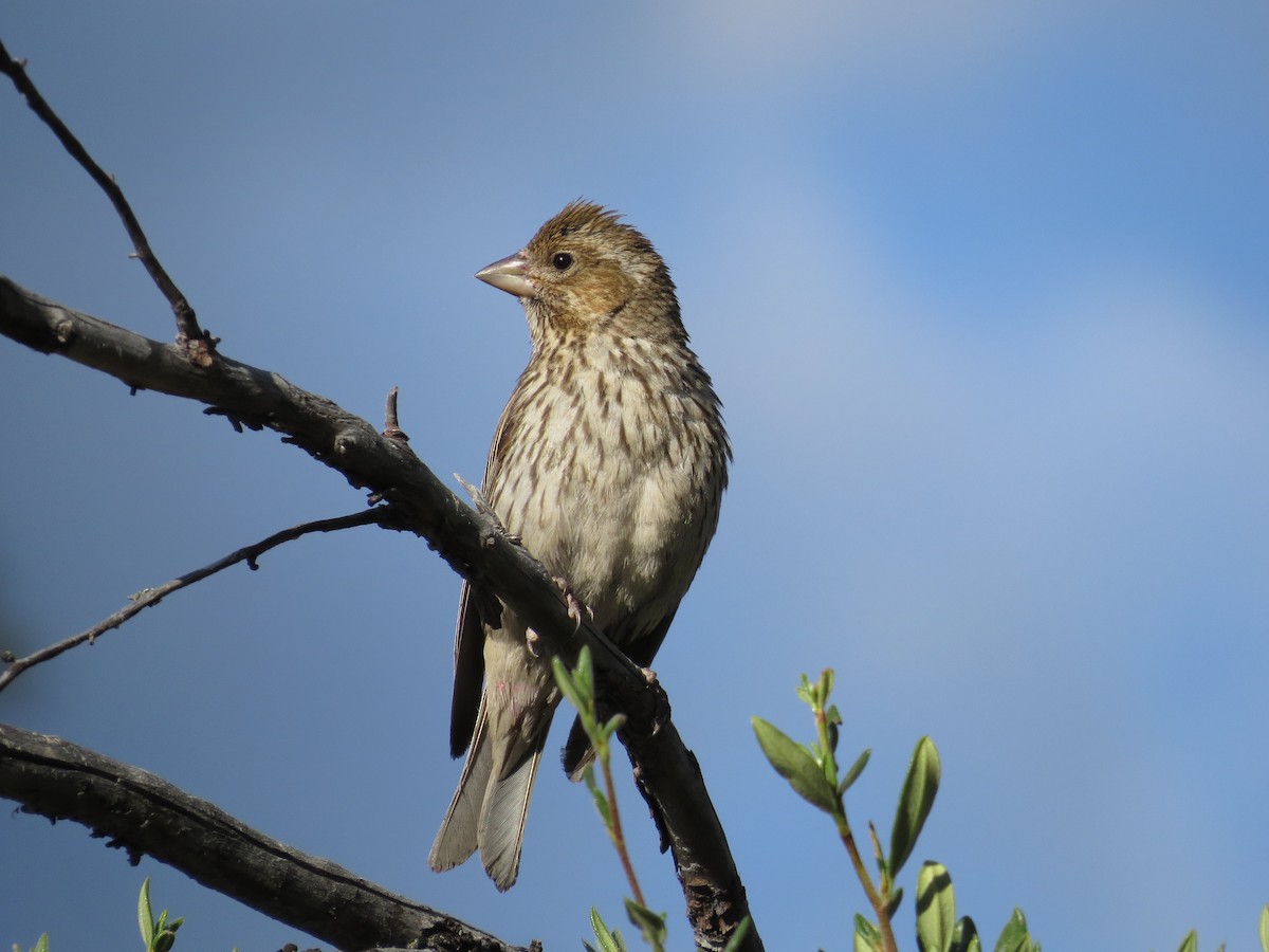 Cassin's Finch - ML169210571