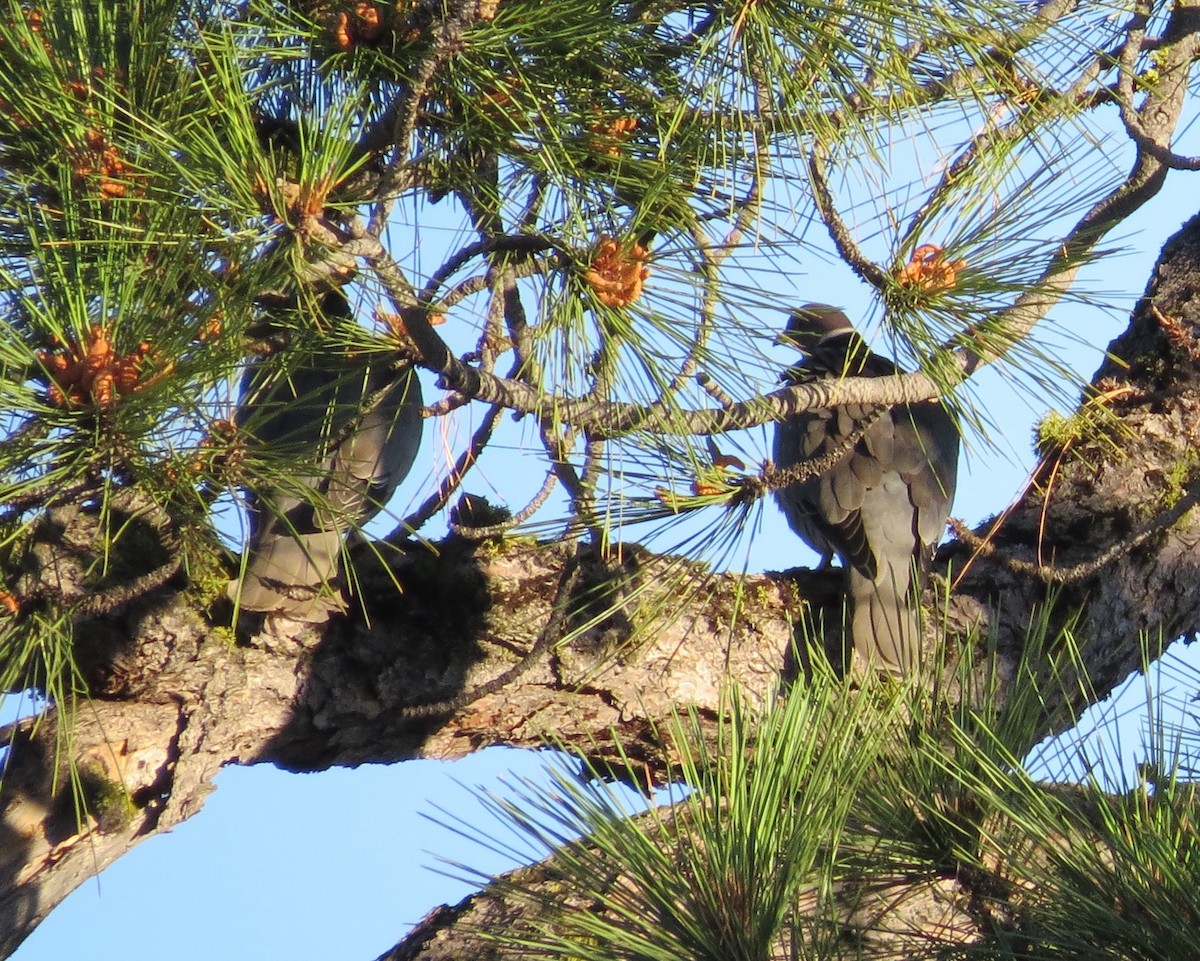 Band-tailed Pigeon - ML169210961