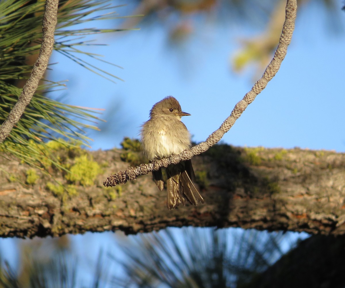 Western Wood-Pewee - ML169211031