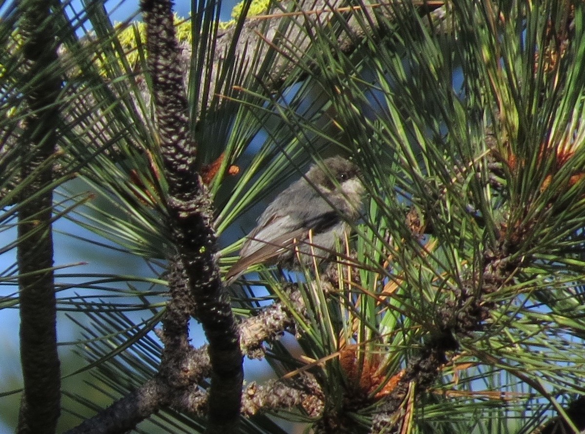 Pygmy Nuthatch - ML169211121