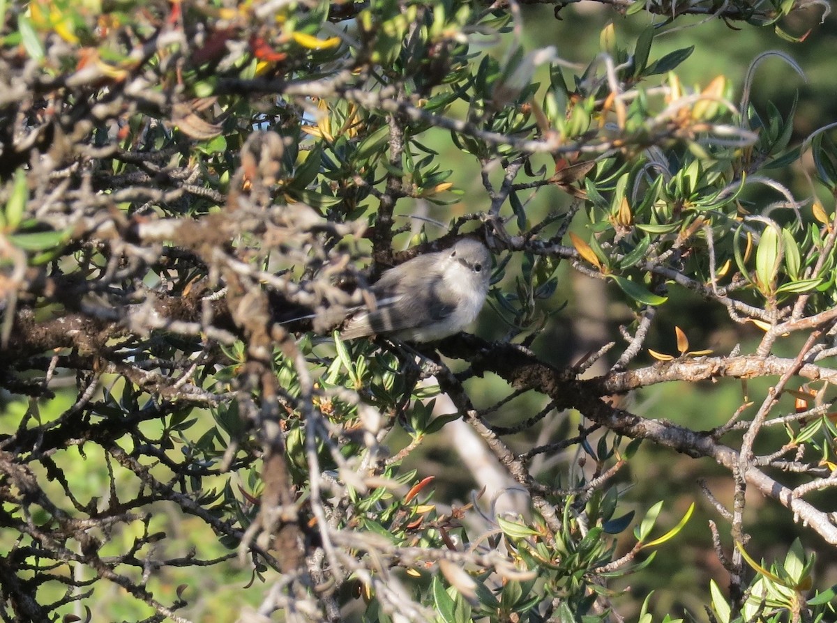 Blue-gray Gnatcatcher - ML169211181