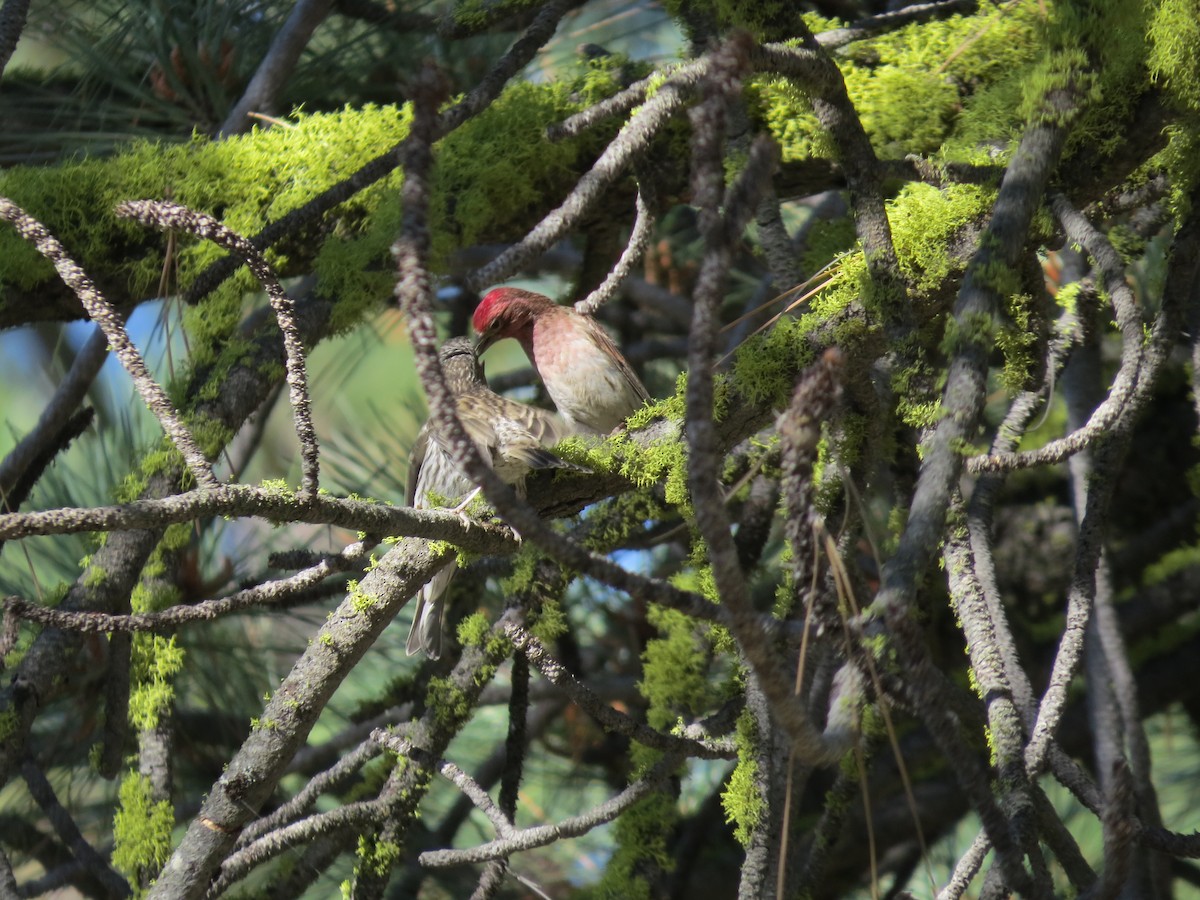Cassin's Finch - ML169211221