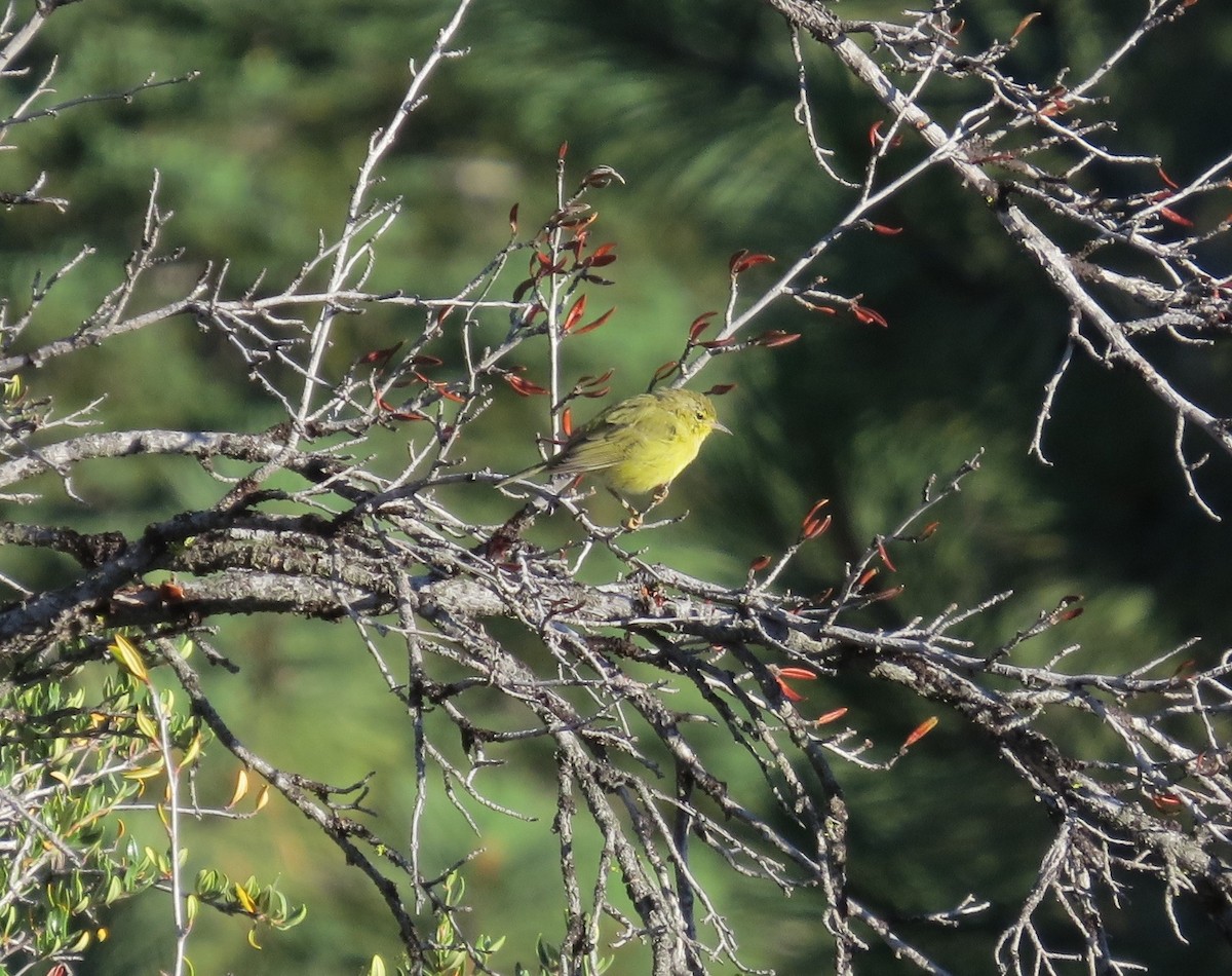 Orange-crowned Warbler - ML169211261
