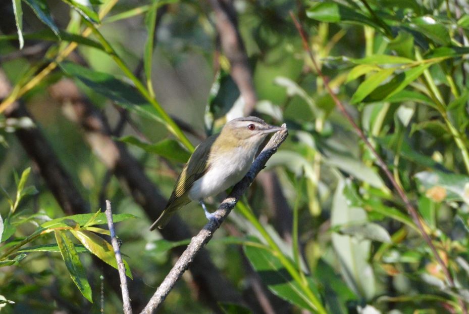 Red-eyed Vireo - Andreas K