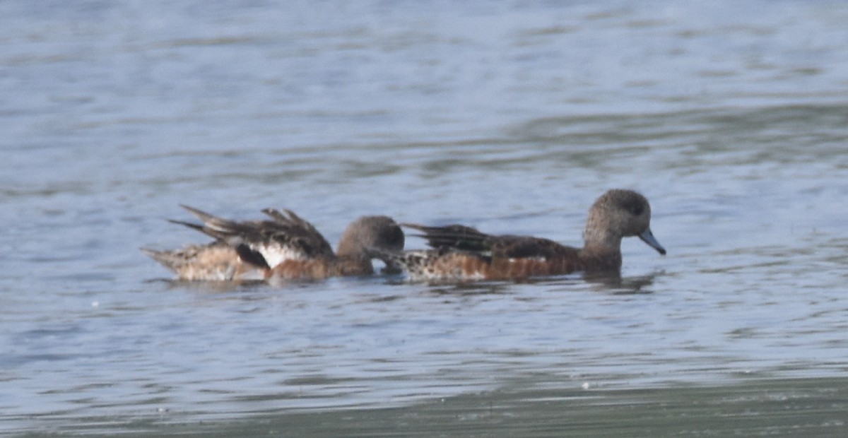 American Wigeon - ML169213111