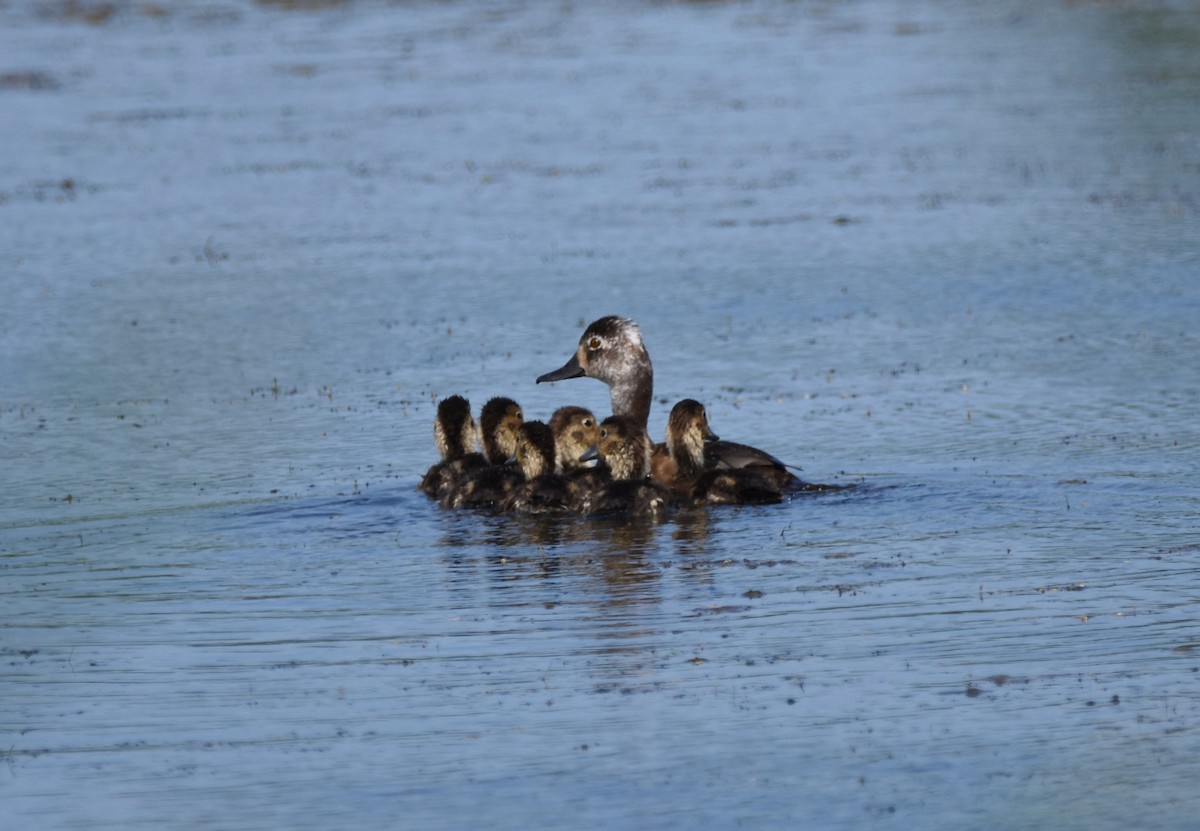 Ring-necked Duck - ML169213271
