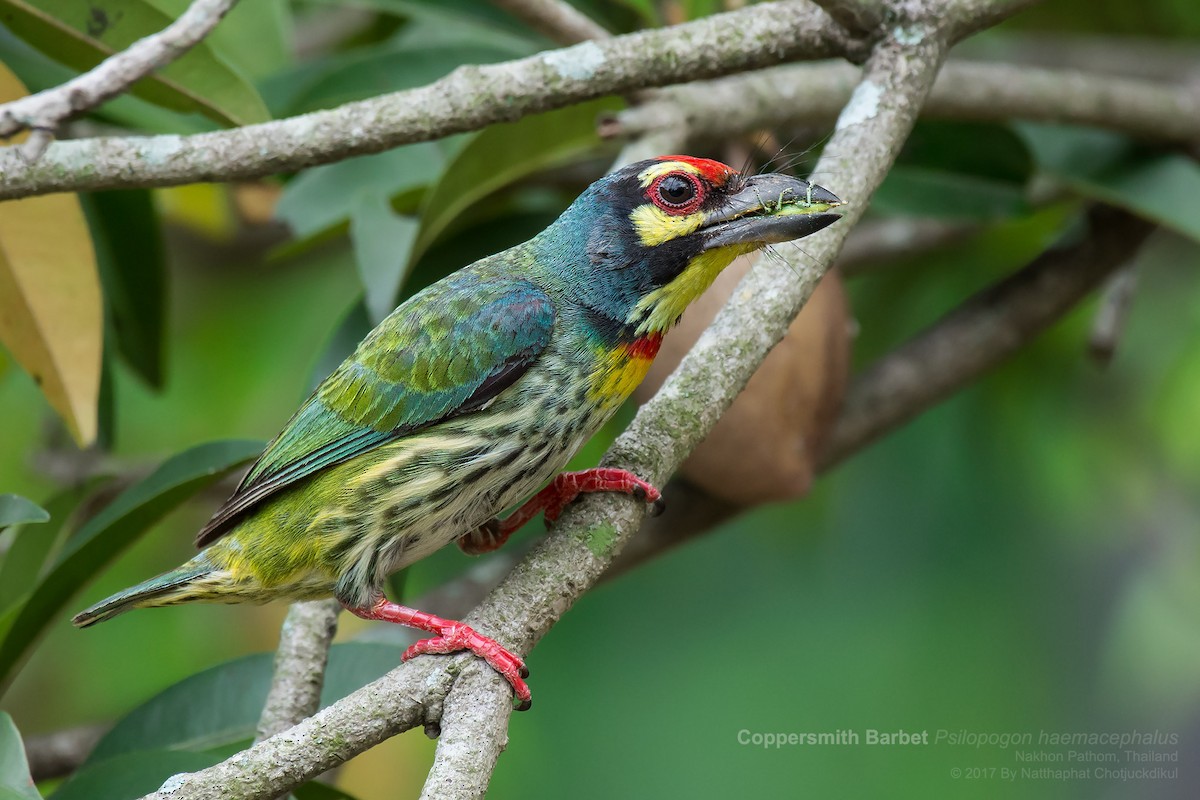 barbet zvučnohlasý - ML169213441