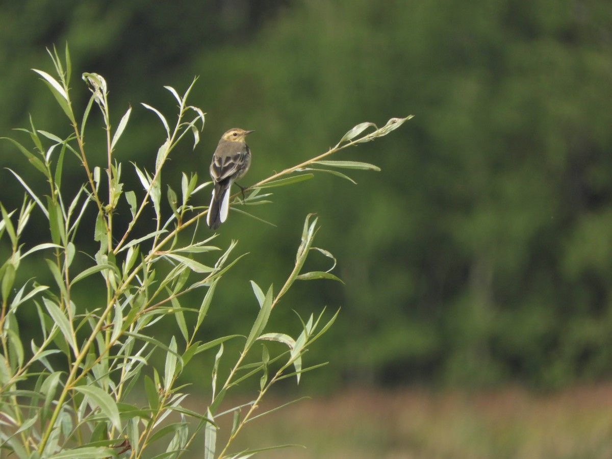 Citrine Wagtail - ML169213481