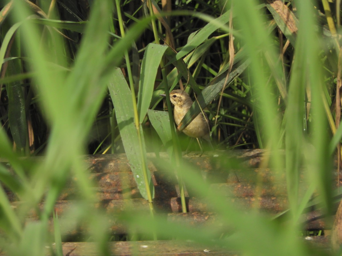 Citrine Wagtail - ML169213491