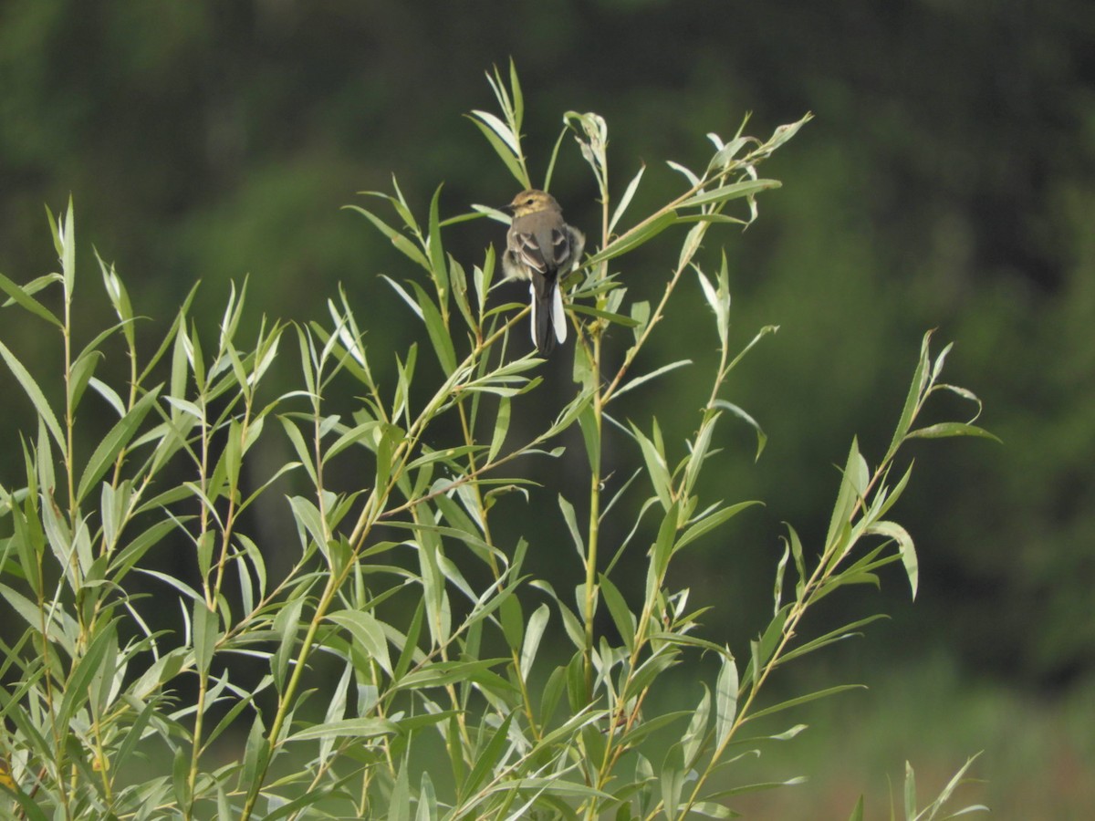 Citrine Wagtail - ML169213511