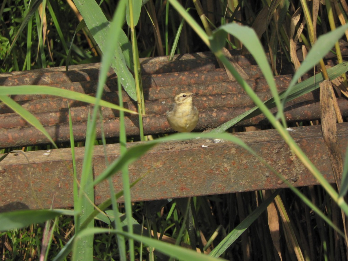 Citrine Wagtail - ML169213731