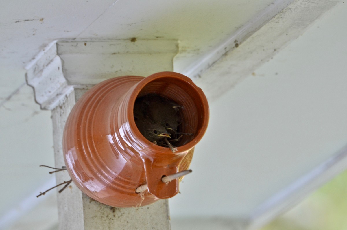 Northern House Wren (Northern) - David Govoni