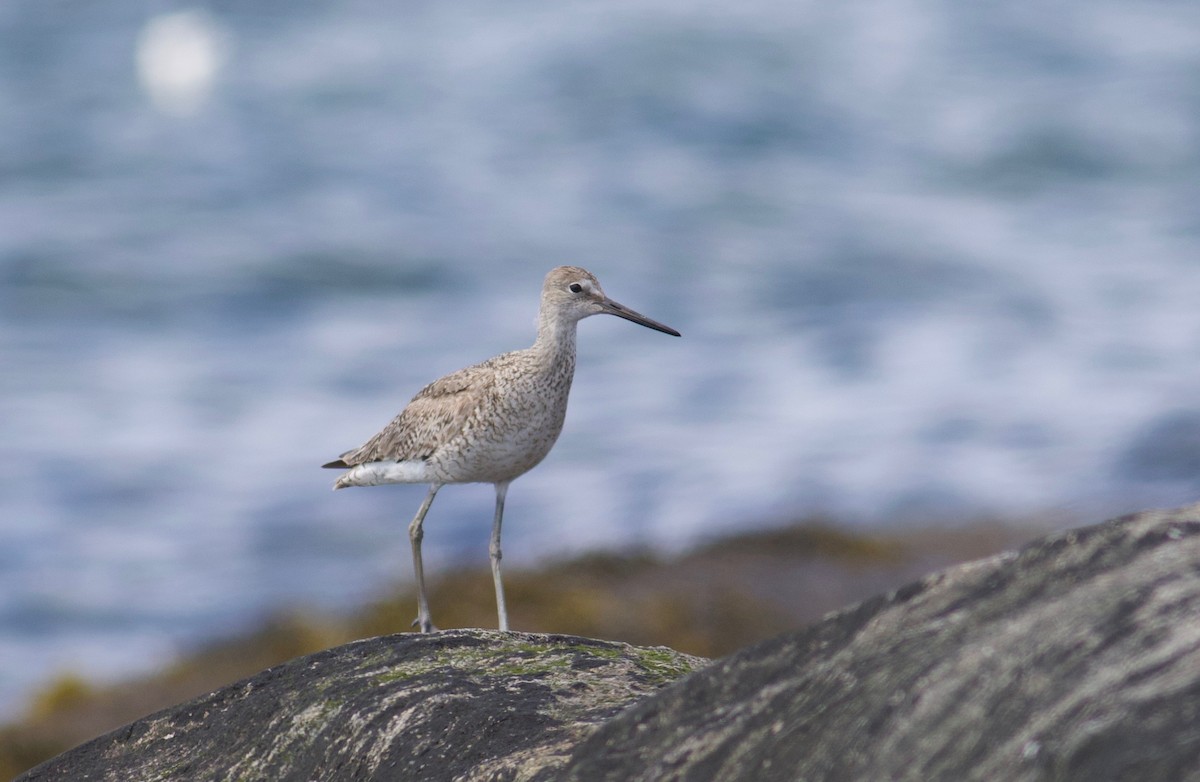 Willet (Western) - ML169217471