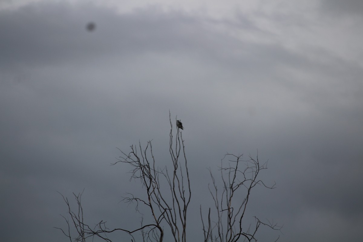 Black-winged Kite - Gireesan TU