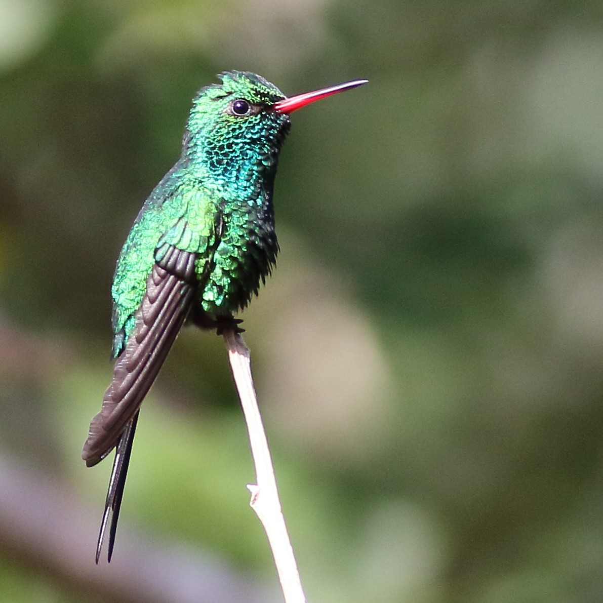 kolibřík cozumelský - ML169221111