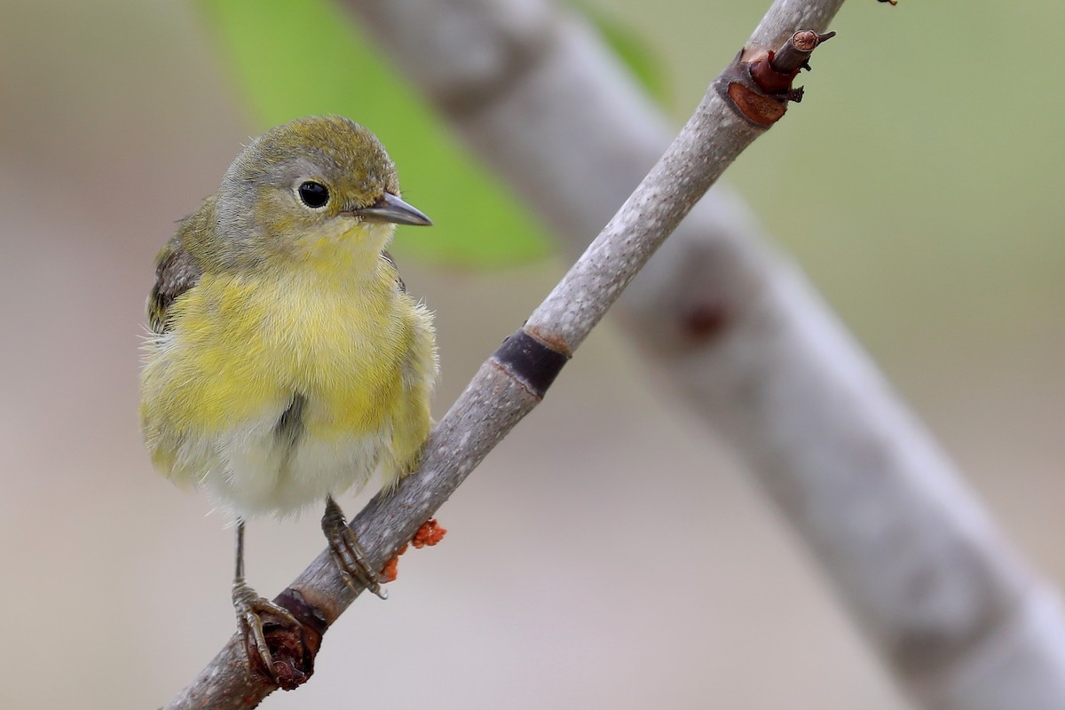 Yellow Warbler - Peter Kyne