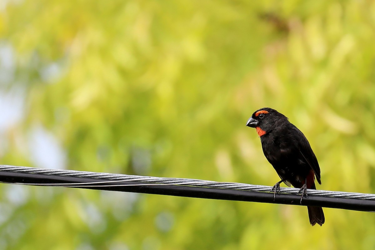 Greater Antillean Bullfinch - ML169221721