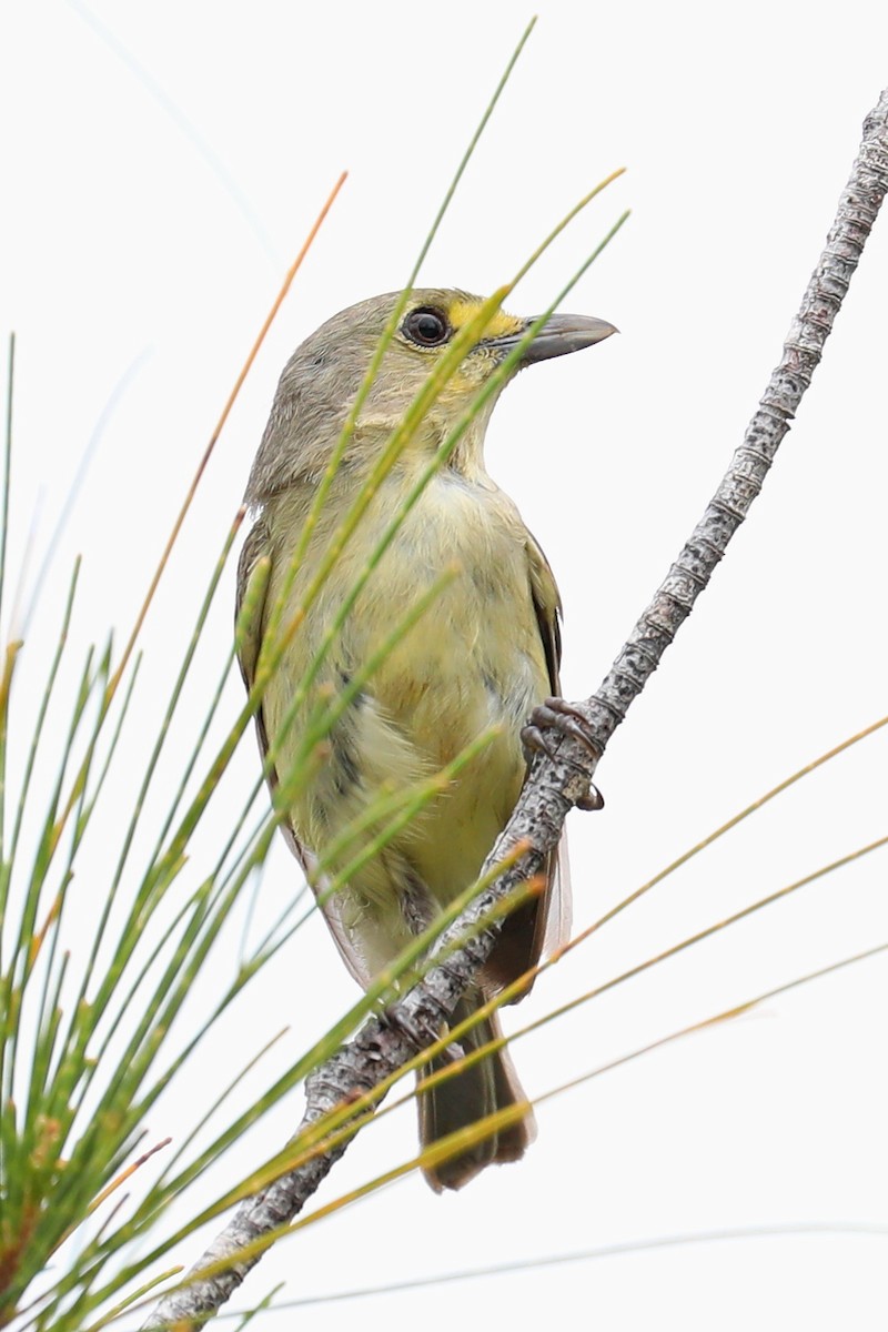Thick-billed Vireo - ML169221801