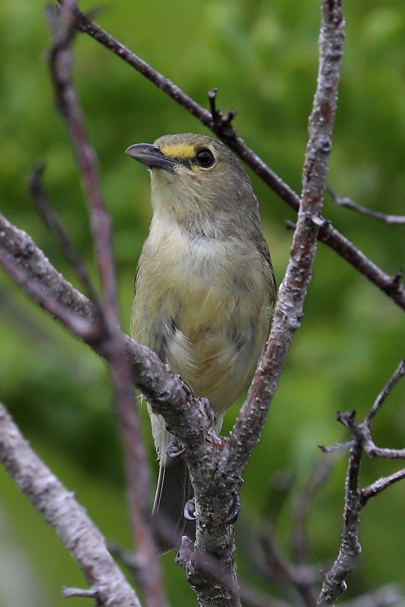 Vireo Piquigrueso - ML169221811