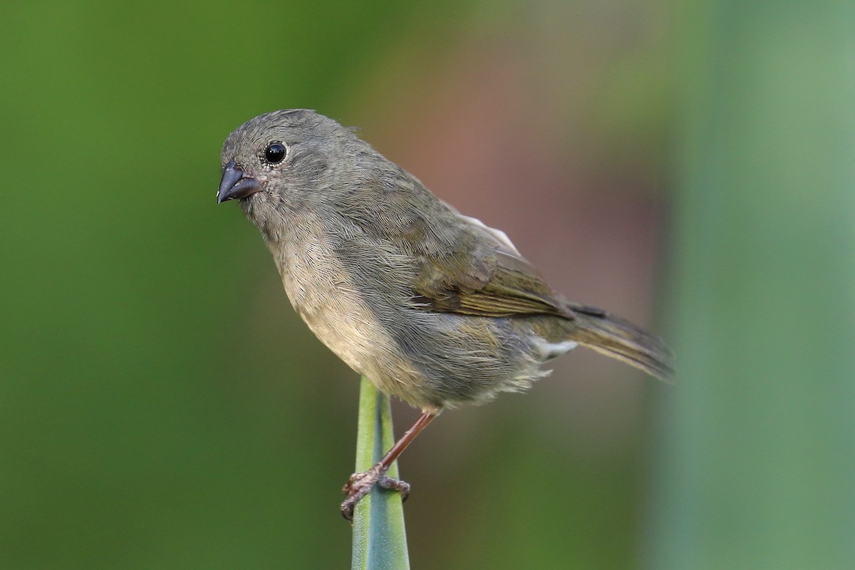 Black-faced Grassquit - ML169222411