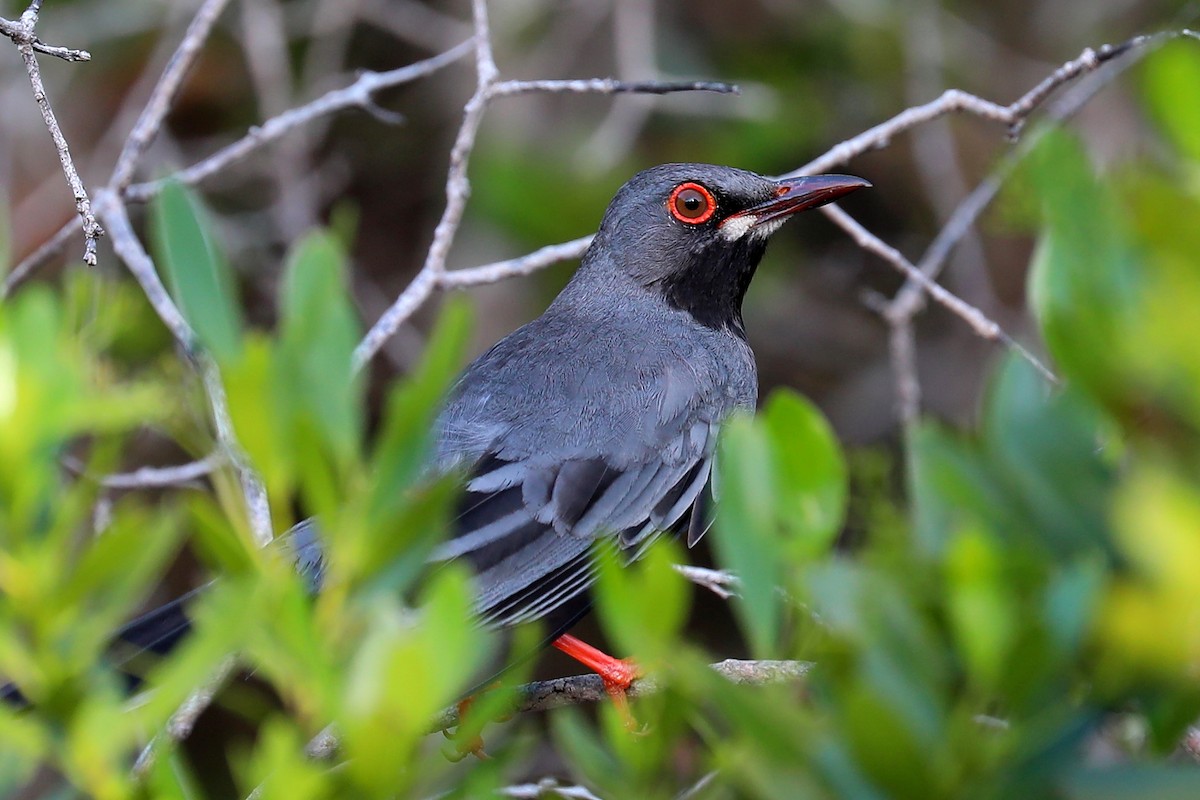 Red-legged Thrush - ML169222661