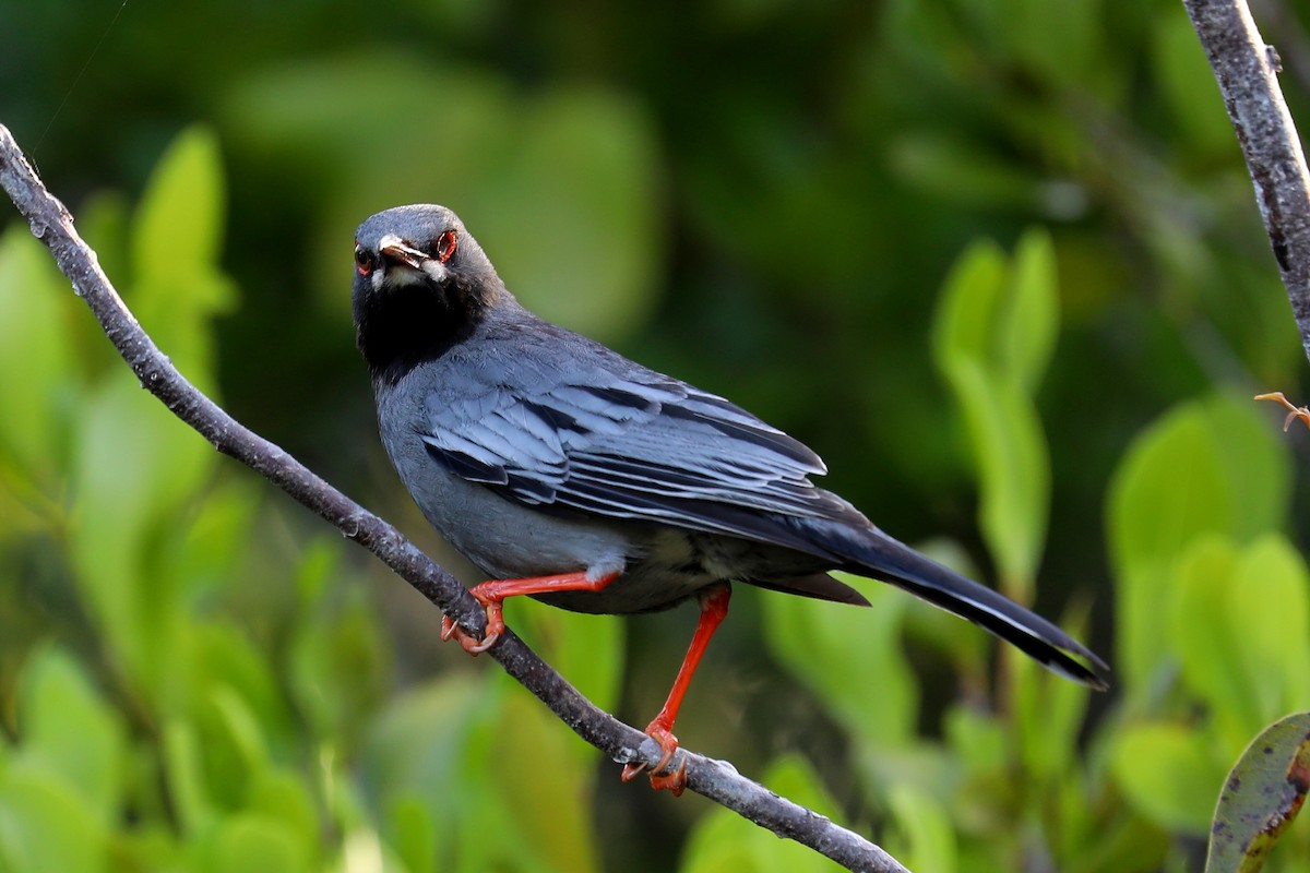 Red-legged Thrush - ML169222681