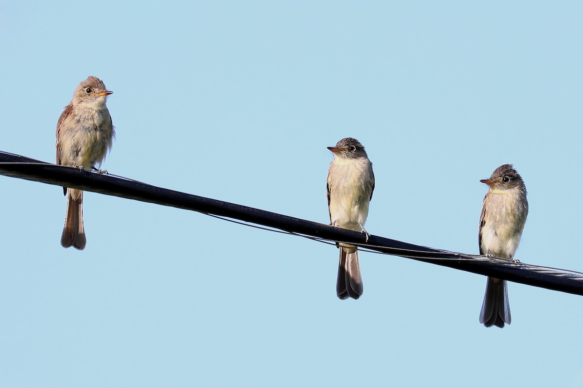 Cuban Pewee - ML169222851