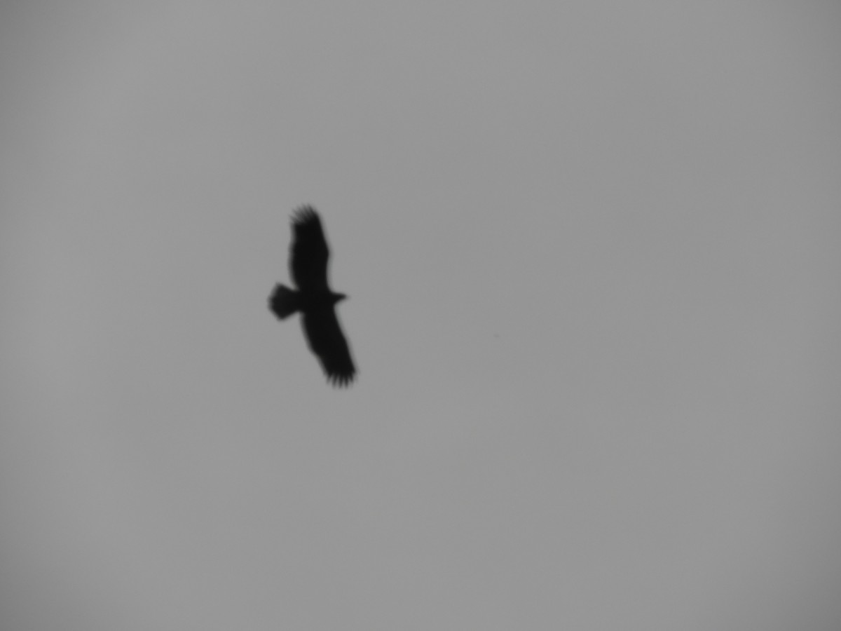 Bald Eagle - ML169223641