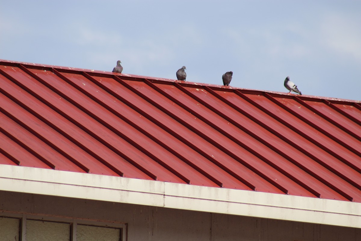 Rock Pigeon (Feral Pigeon) - George Dokes