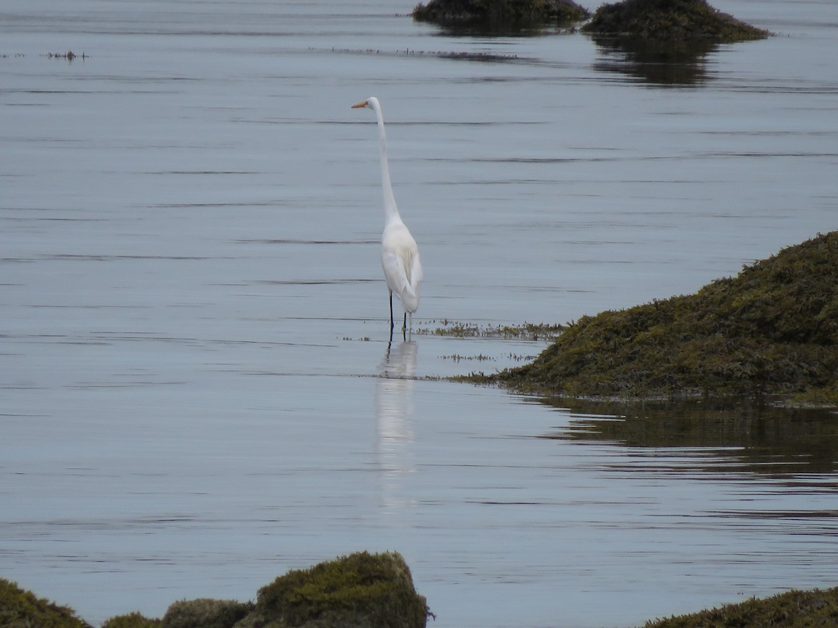 Great Egret - ML169225261