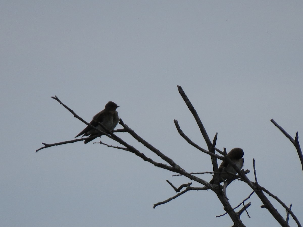 Golondrina Aserrada - ML169225651