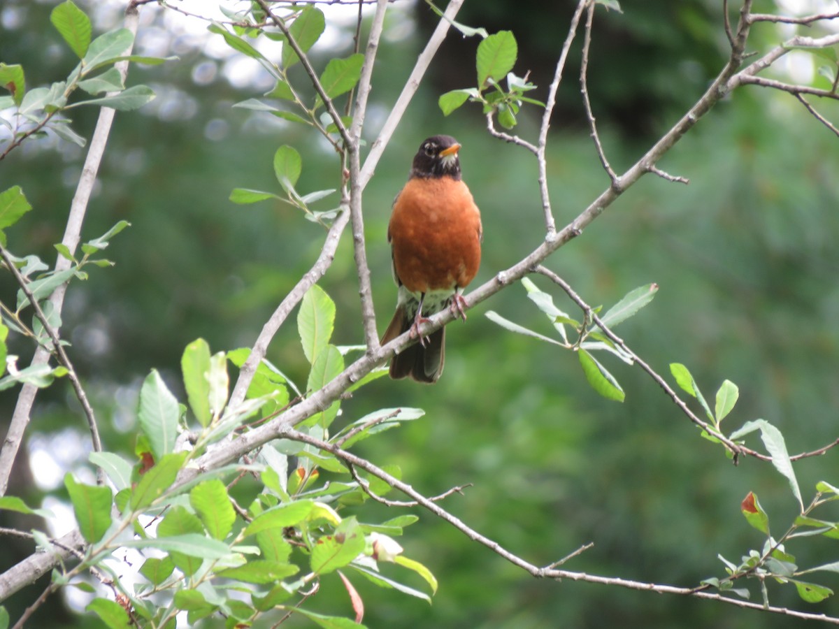 American Robin - ML169225731