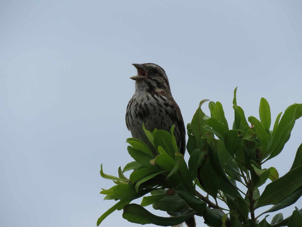 Song Sparrow - ML169225791