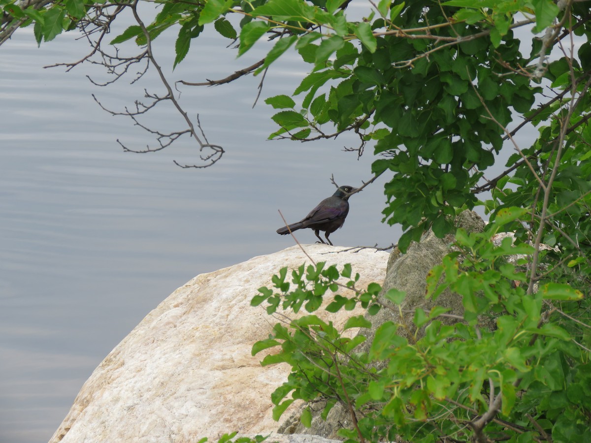 Common Grackle - ML169225861