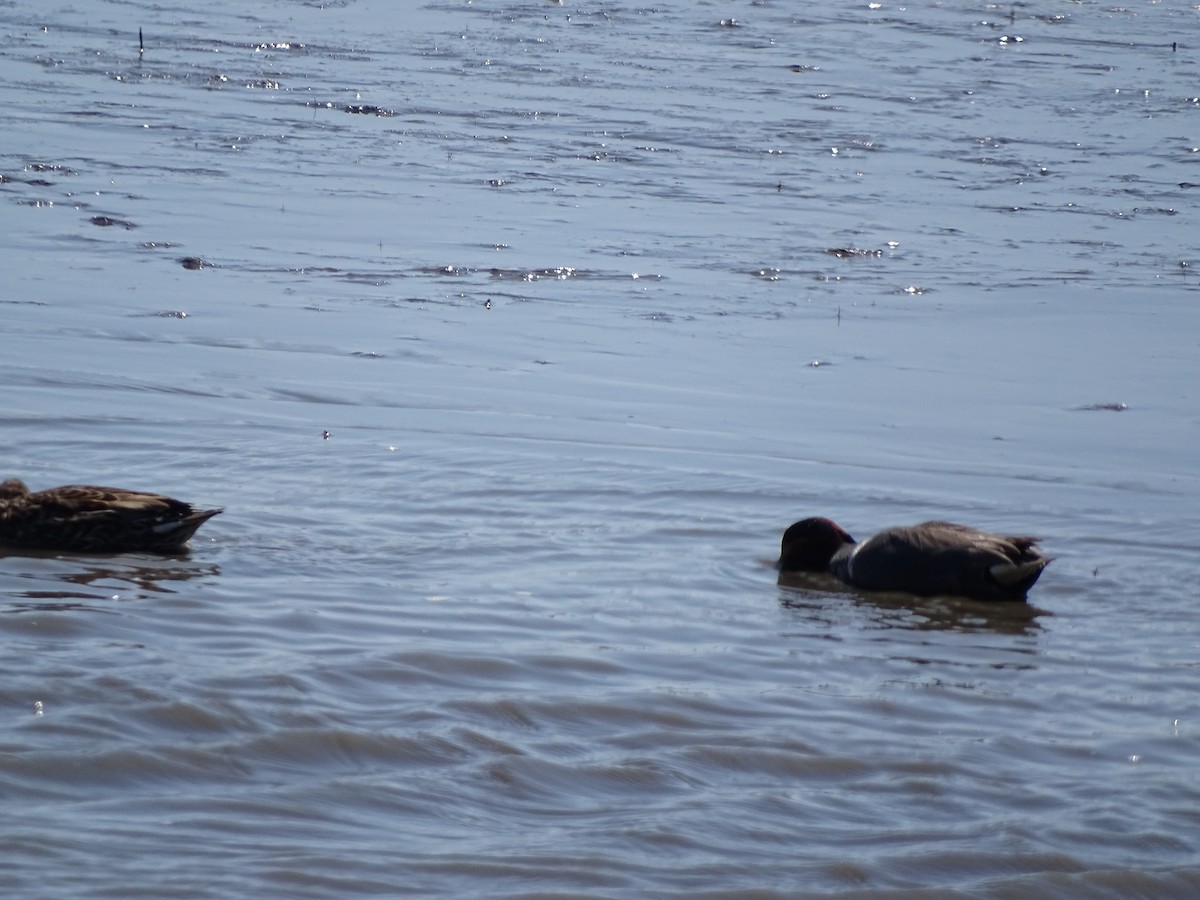 Green-winged Teal - ML169227001