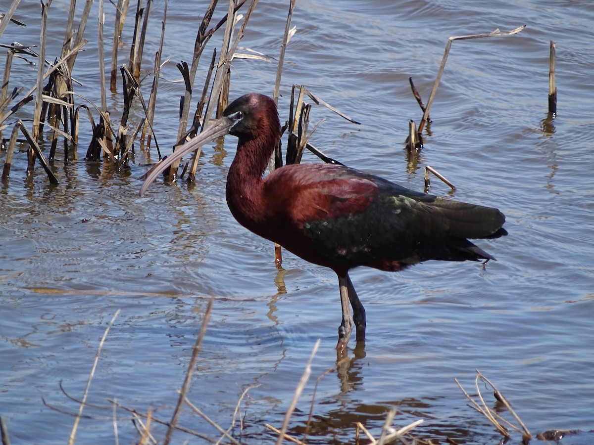 Glossy Ibis - ML169227161