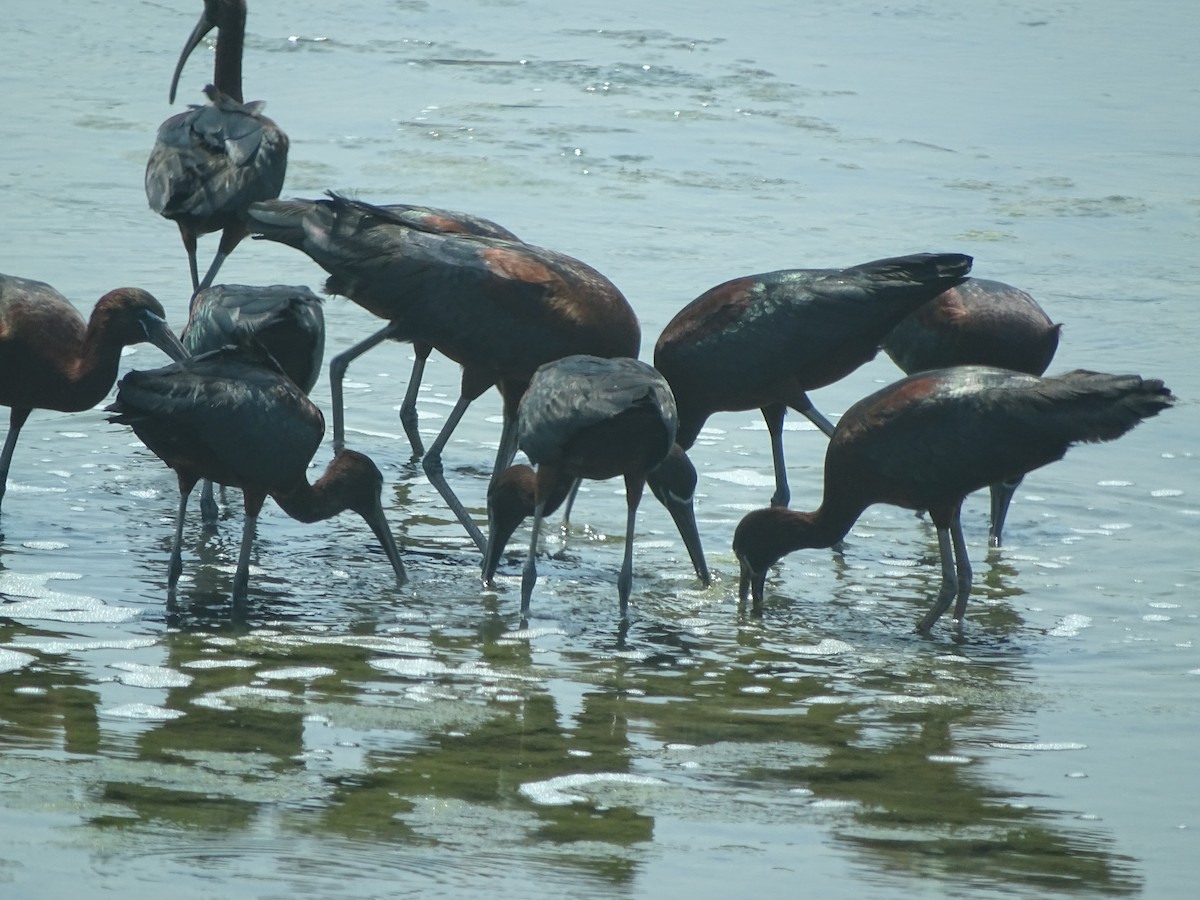 Glossy Ibis - ML169230171