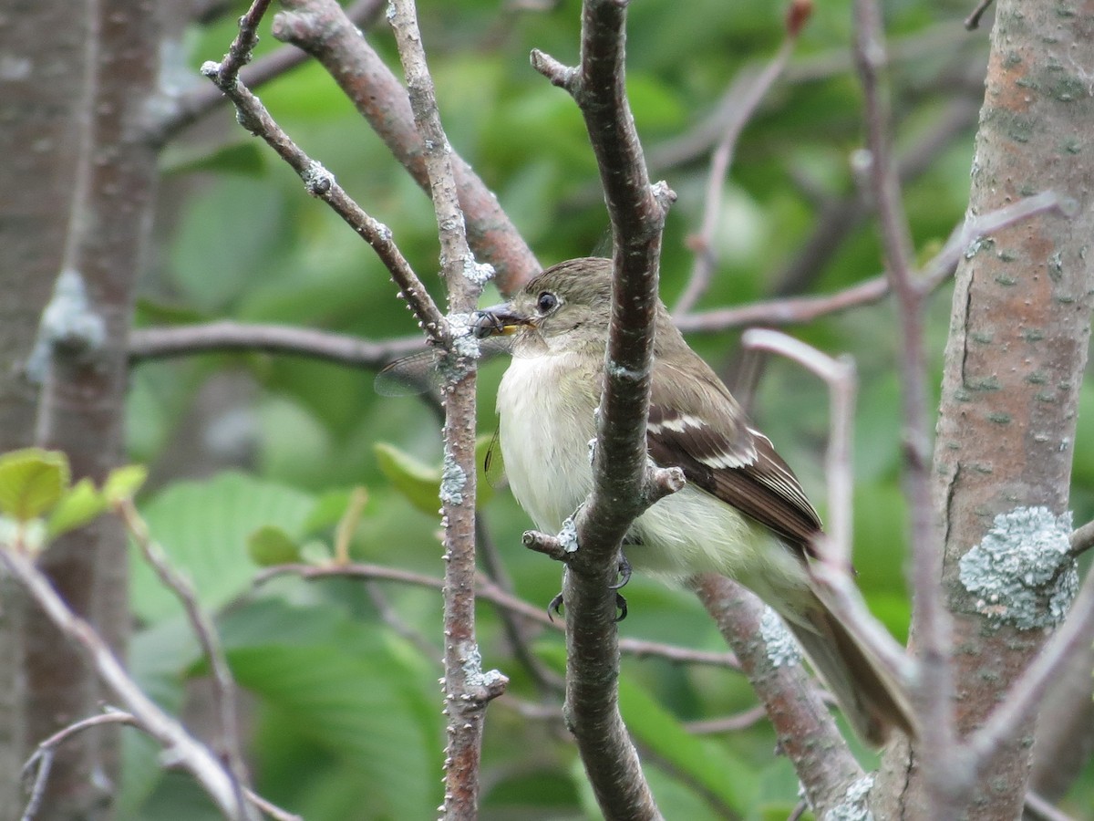 Alder Flycatcher - ML169230551